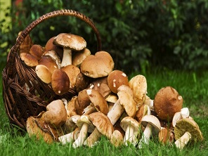 Panier de champignons